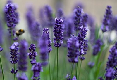 За 4 години ниви с лавандула от 20 стават 120 декара