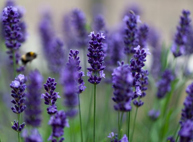 За 4 години ниви с лавандула от 20 стават 120 декара