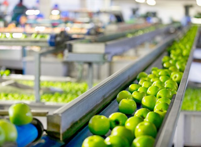assembly line with green apples