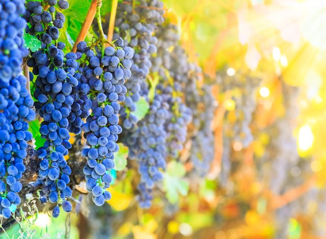In the cellar in the village of Ploski customers prepare wine themselves