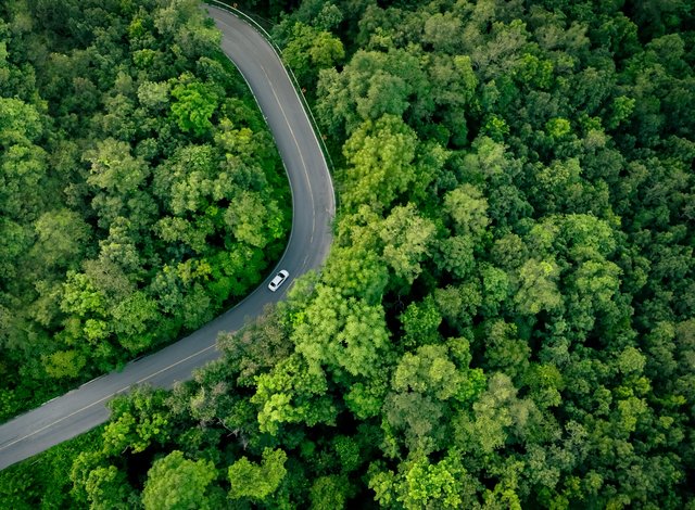 road among forest